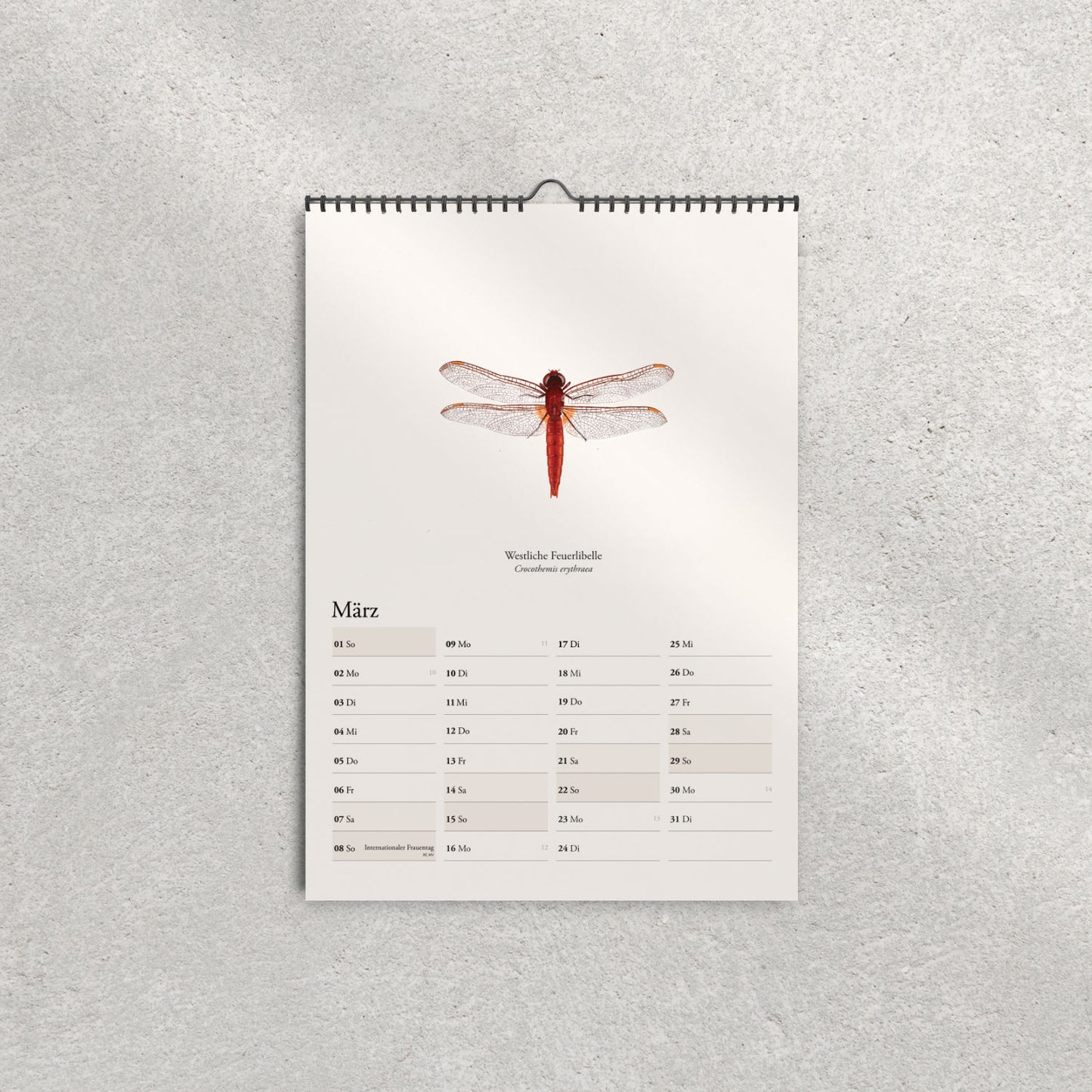 Westliche Feuerlibelle – Märzbild im Kalender mit Libellen