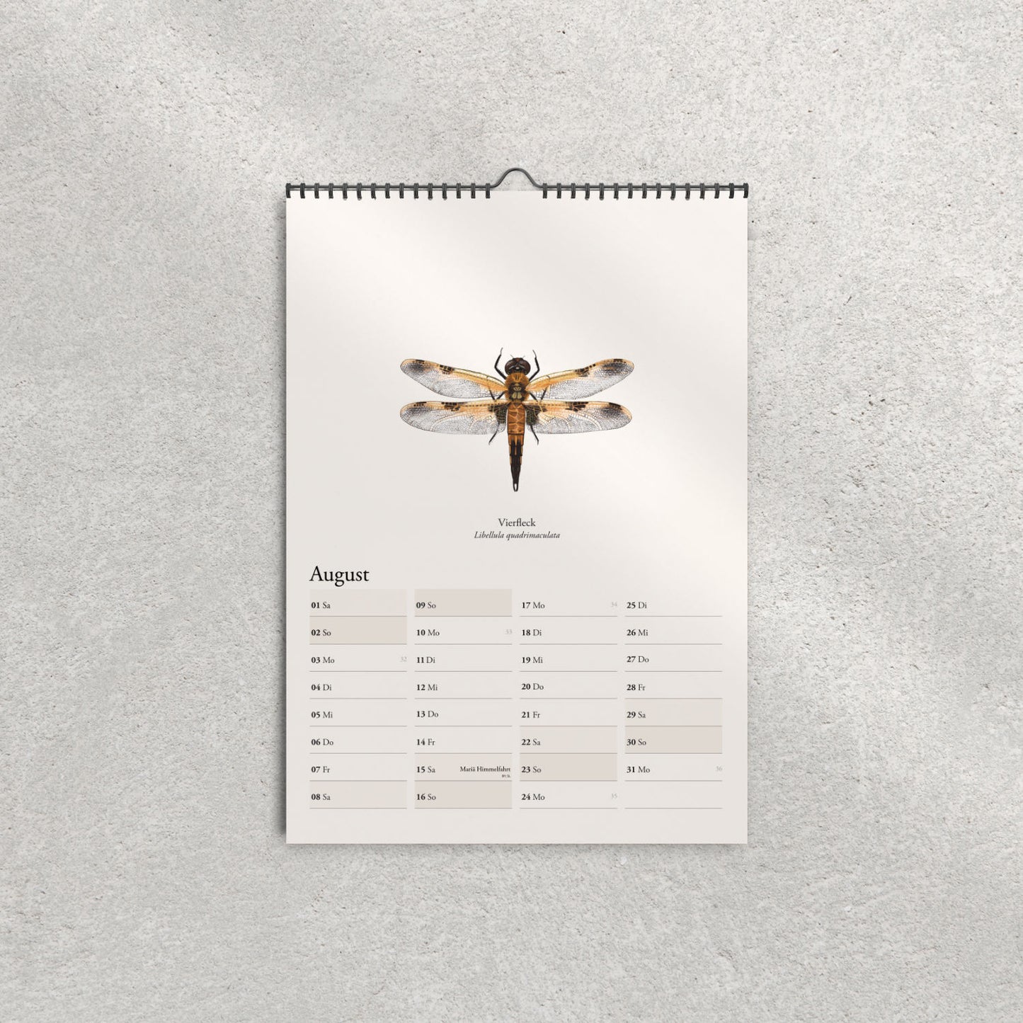 Vierfleck – Augustseite mit detaillierter Libellenillustration
