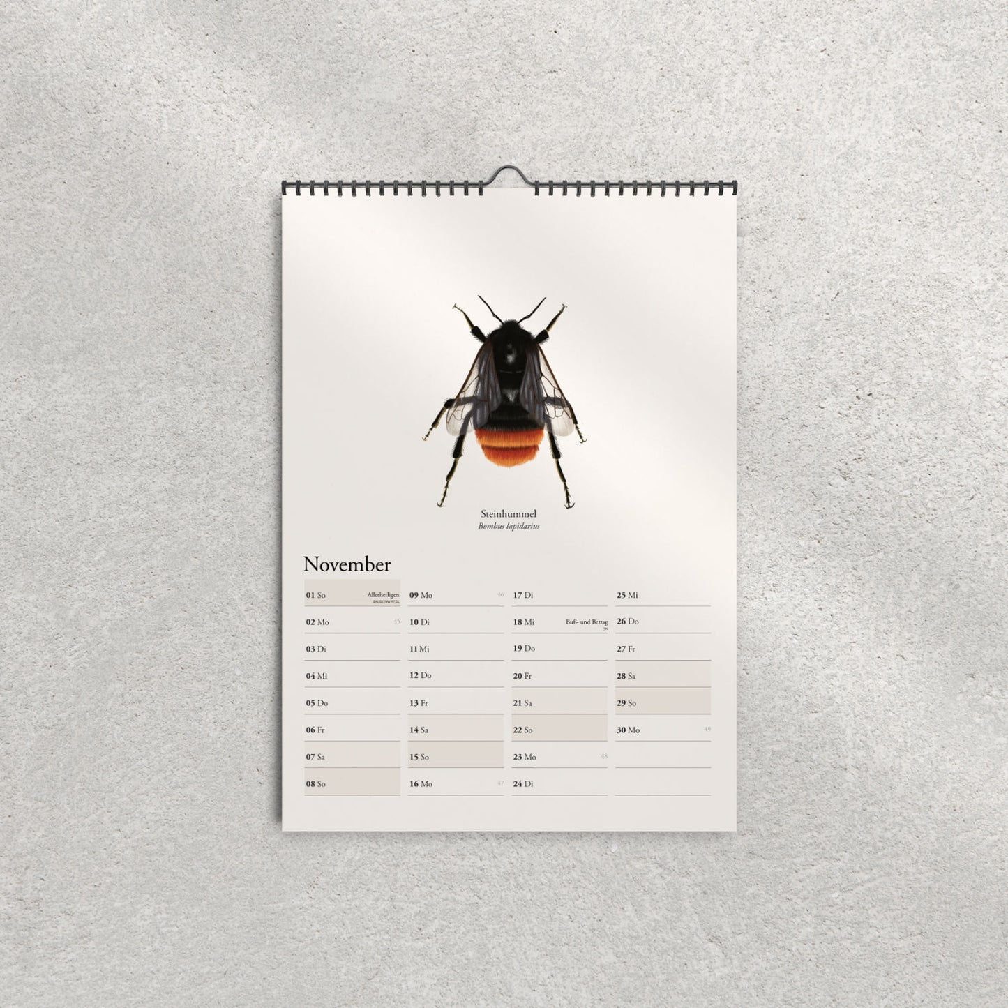 Illustration der Steinhummel (Bombus lapidarius) – Novemberblatt im Hummelkalender