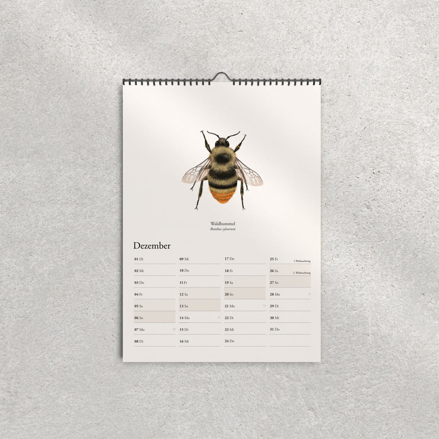Illustration der Waldhummel (Bombus sylvarum) – Dezemberblatt im Hummelkalender