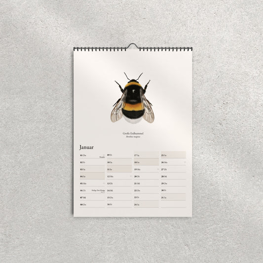 Illustration der Großen Erdhummel (Bombus magnus) – Januarblatt im Hummelkalender