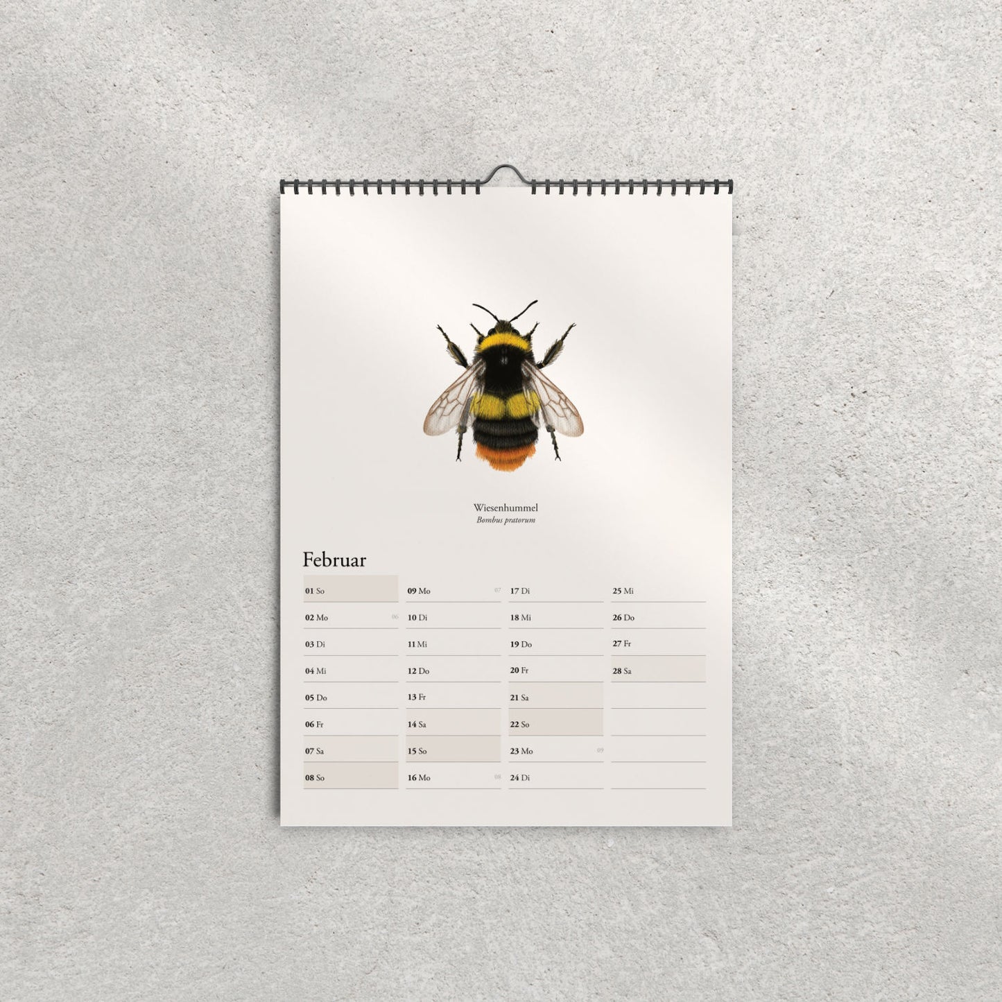Illustration der Wiesenhummel (Bombus pratorum) – Februarblatt im Hummelkalender