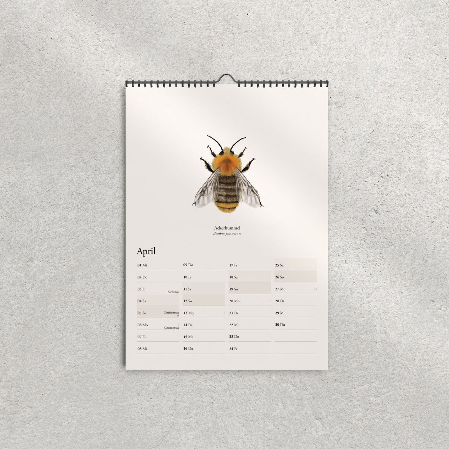 Illustration der Ackerhummel (Bombus pascuorum) – Aprilblatt im Hummelkalender