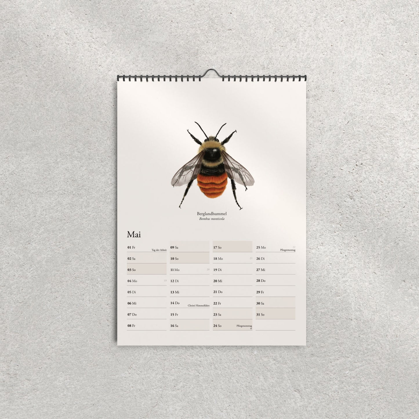 Illustration der Berglandhummel (Bombus monticola) – Maiblatt im Hummelkalender