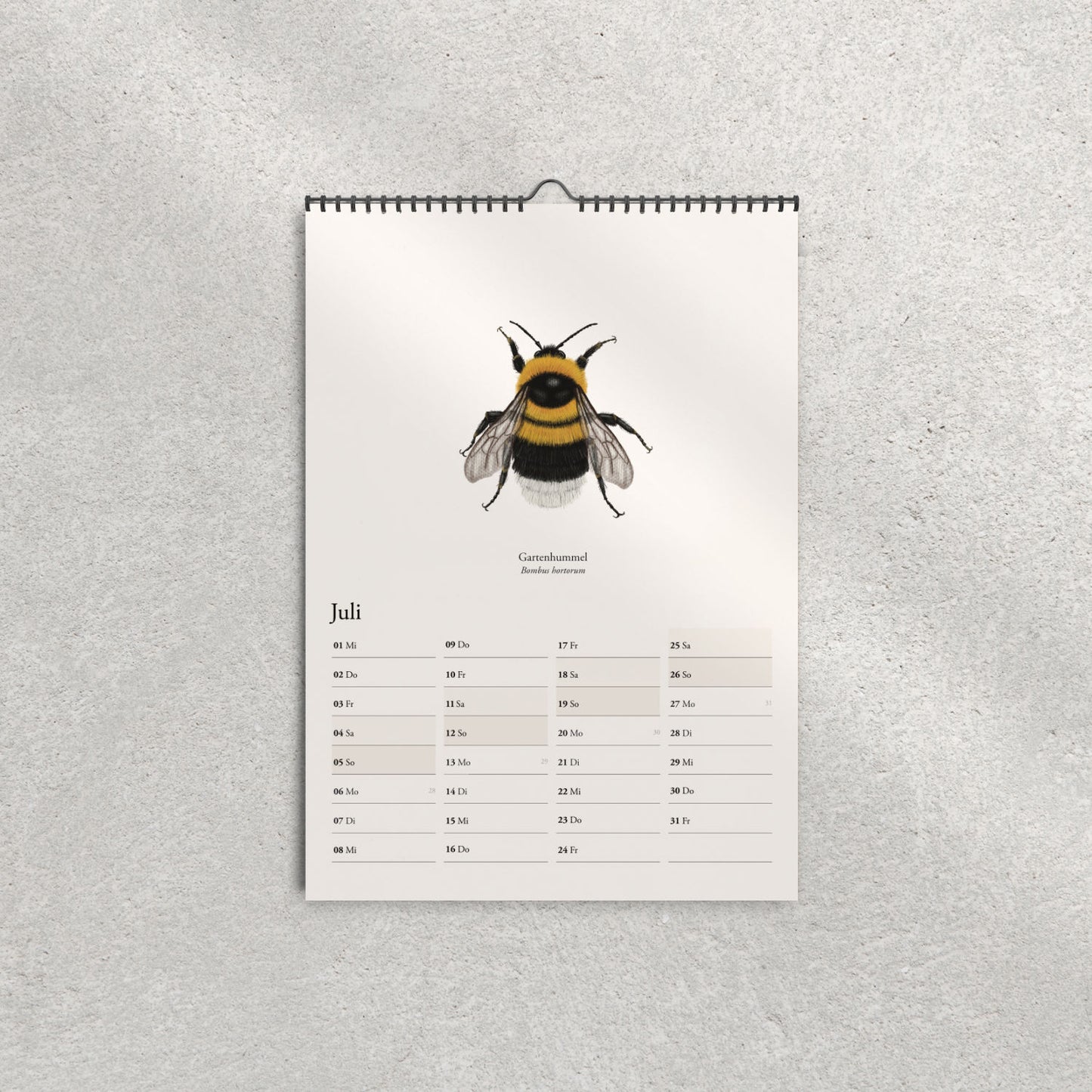Illustration der Gartenhummel (Bombus hortorum) – Juliblatt im Hummelkalender