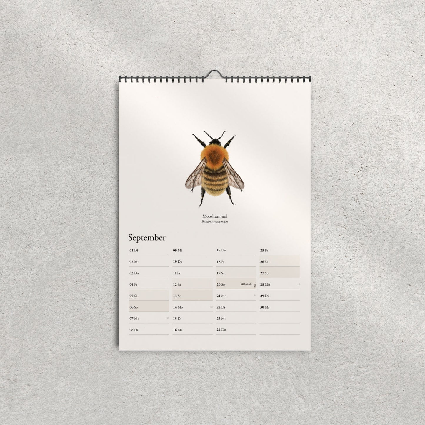 Illustration der Mooshummel (Bombus muscorum) – Septemberblatt im Hummelkalender