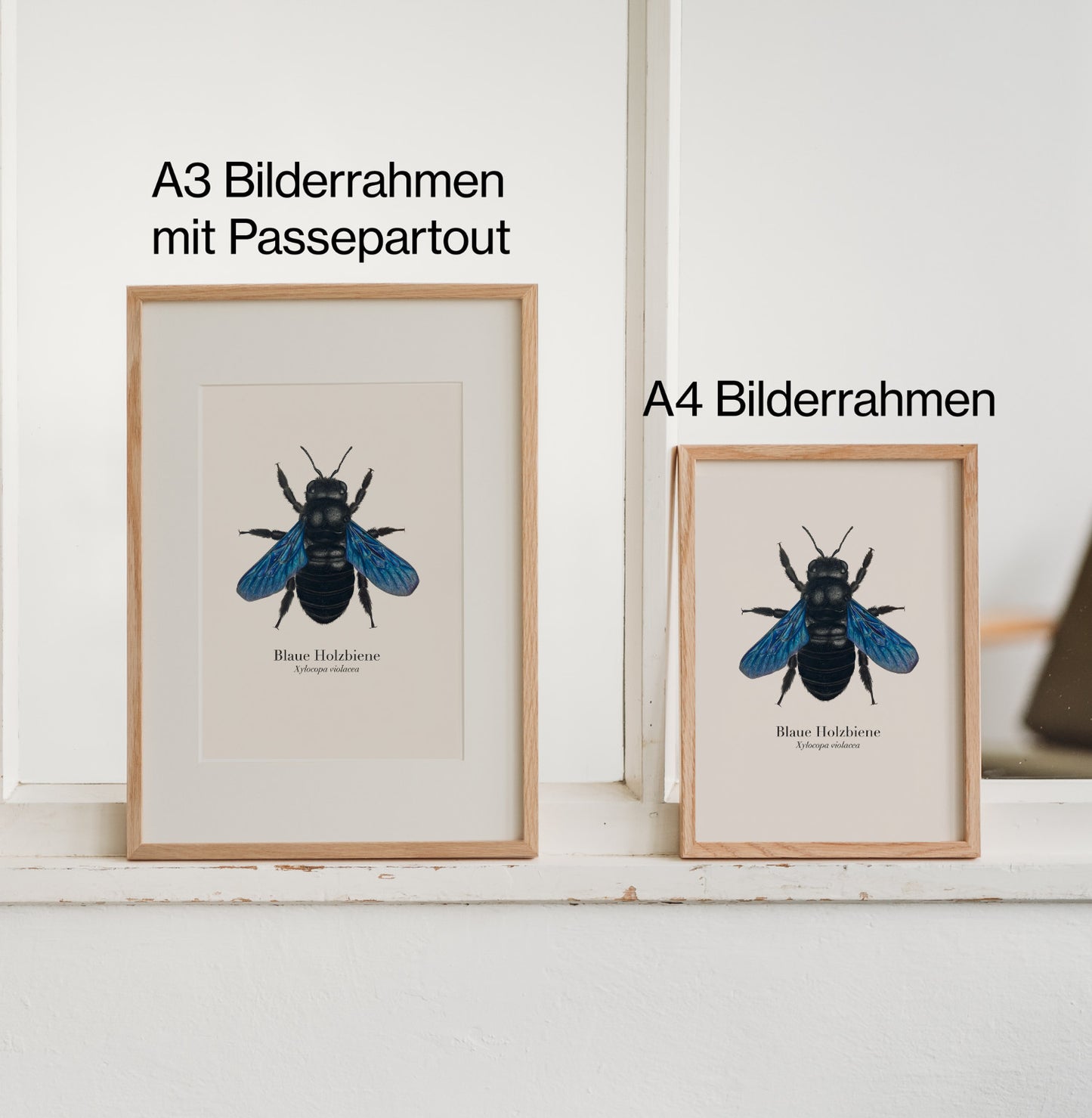 Vergleich: Blaue Holzbiene Kunstdruck im A3-Bilderrahmen mit Passepartout und im A4-Rahmen ohne Passepartout