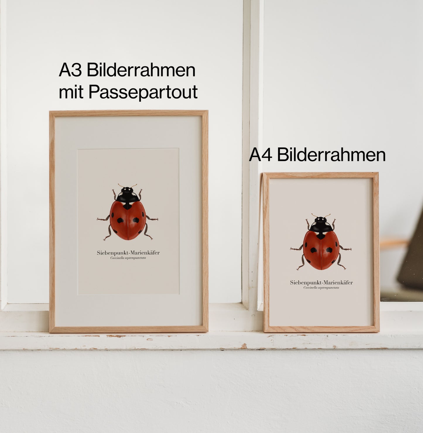 Zwei gerahmte Kunstdrucke vom Siebenpunkt-Marienkäfer im Größenvergleich: A4 und A3 mit Passepartout