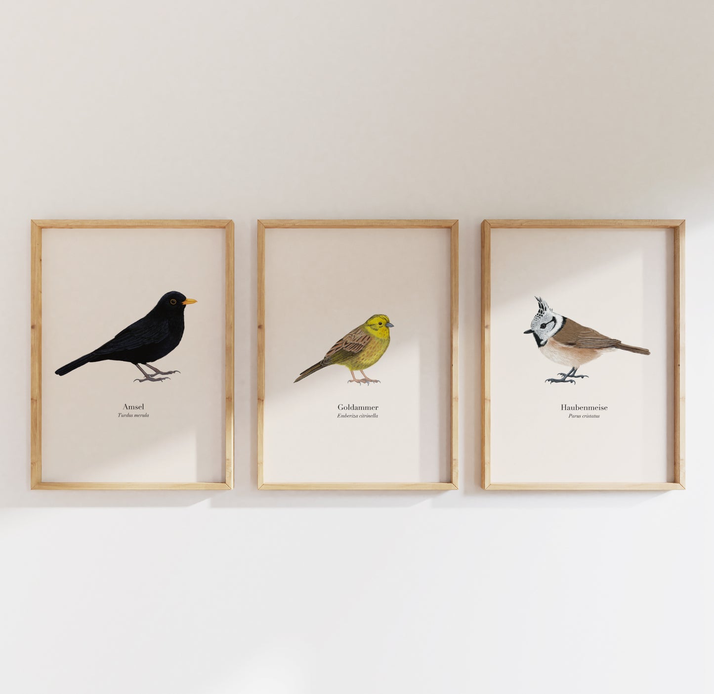 3er Poster Set heimische Vögel – Natur Poster mit Auswahl aus 22 Arten, personalisierbar & optional gerahmt