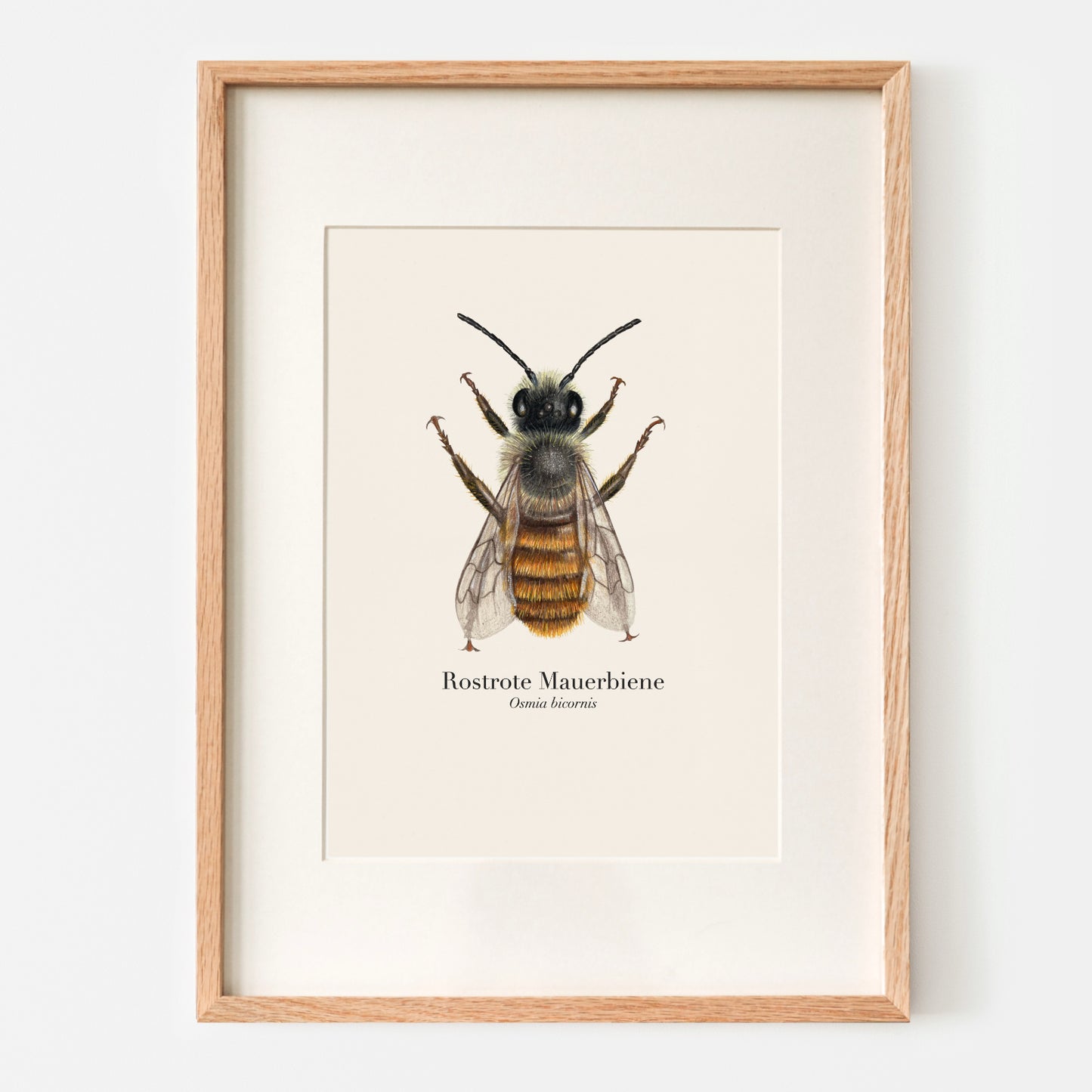 Rostrote Mauerbiene als gerahmter Kunstdruck mit Passepartout – naturgetreues Wandbild