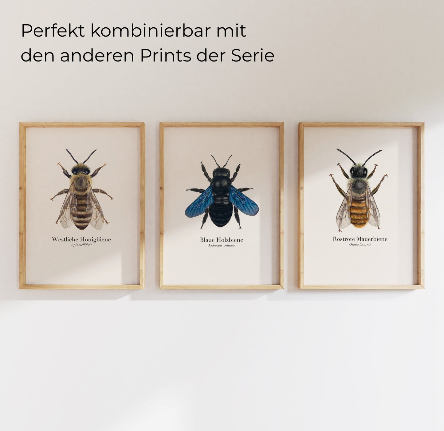 Blaue Holzbiene Print – detailreicher Kunstdruck der Wildbiene (Xylocopa violacea)