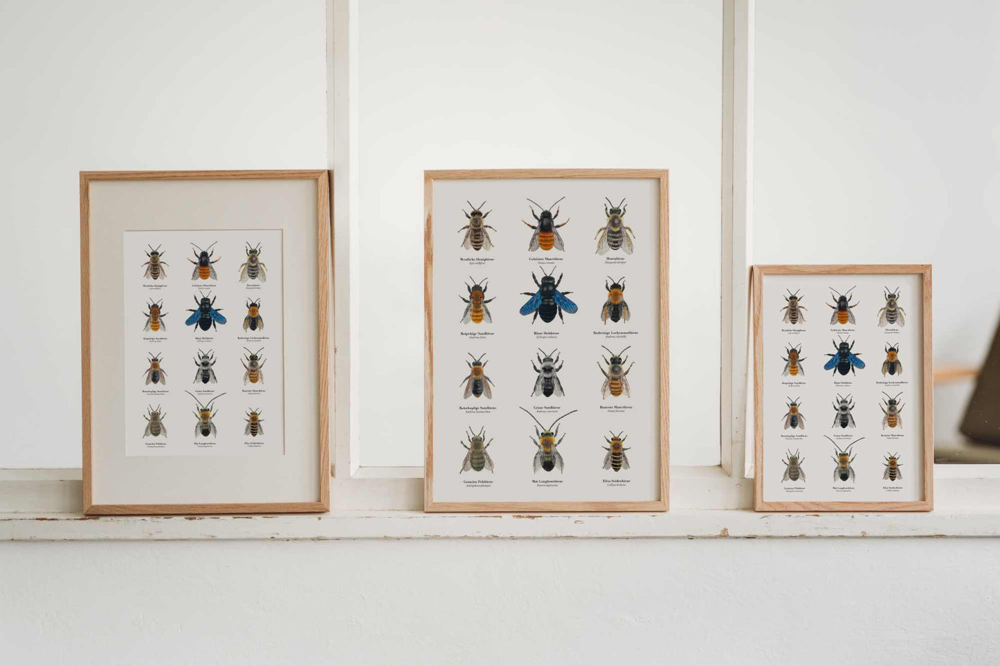 Natur Poster Bienen – 12 Bienen Zeichnungen zum Wildbienen bestimmen
