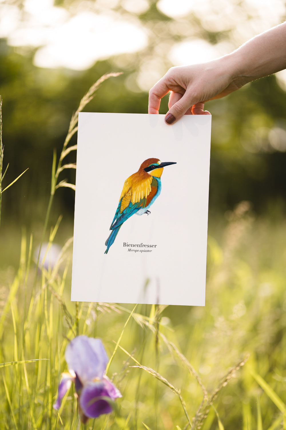Zeichnung vom Bienenfresser Merops apiaster als Kunstdruck