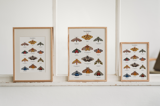 Nachtfalter Poster – Naturposter mit 12 Zeichnungen heimischer Nachtfalter-Arten