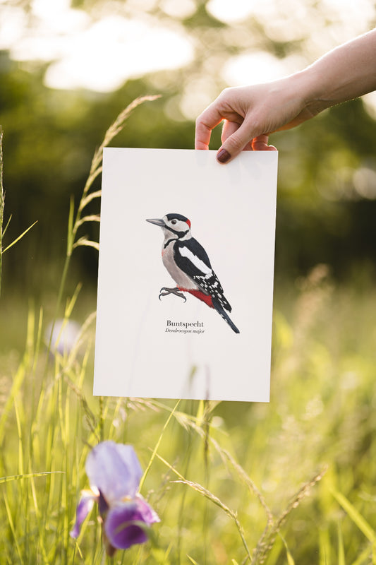 Buntspecht Poster A4, naturgetreue Zeichnung auf Naturpapier, Lernposter Vogel