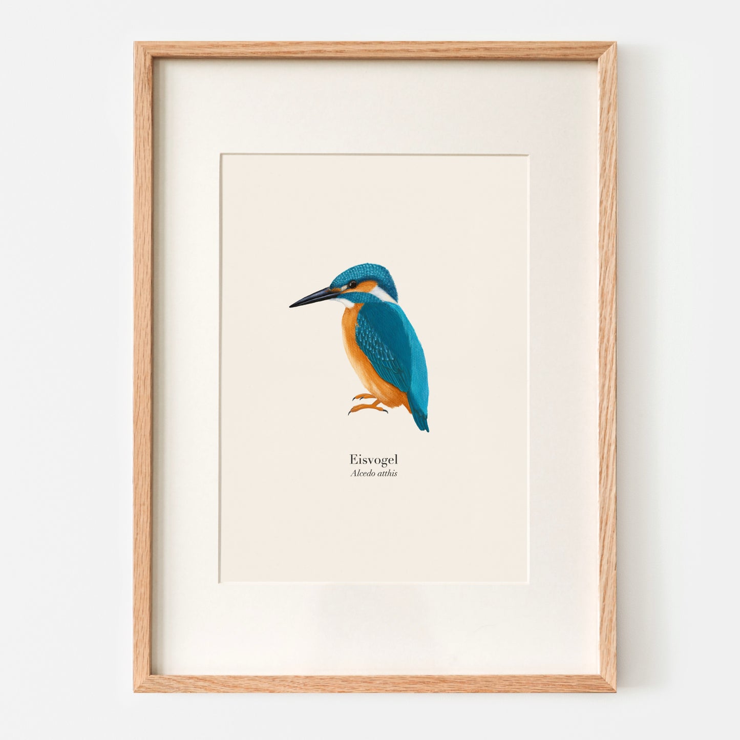 Eisvogel Illustration als hochwertiger Kunstdruck im Holzrahmen