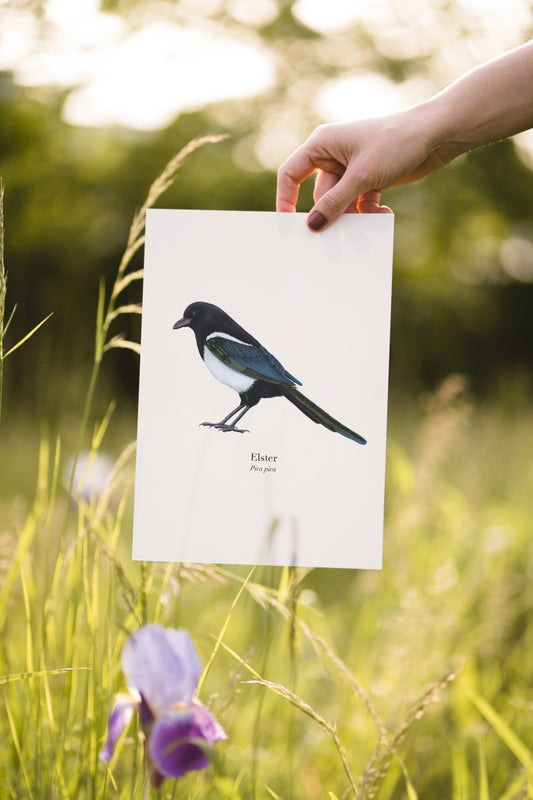 Detailansicht der Elster Illustration mit feinen Federstrukturen und blauschimmerndem Gefieder.