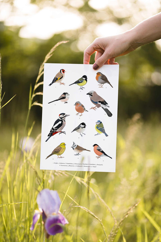 Print mit Zeichnungen von heimischen Vögel