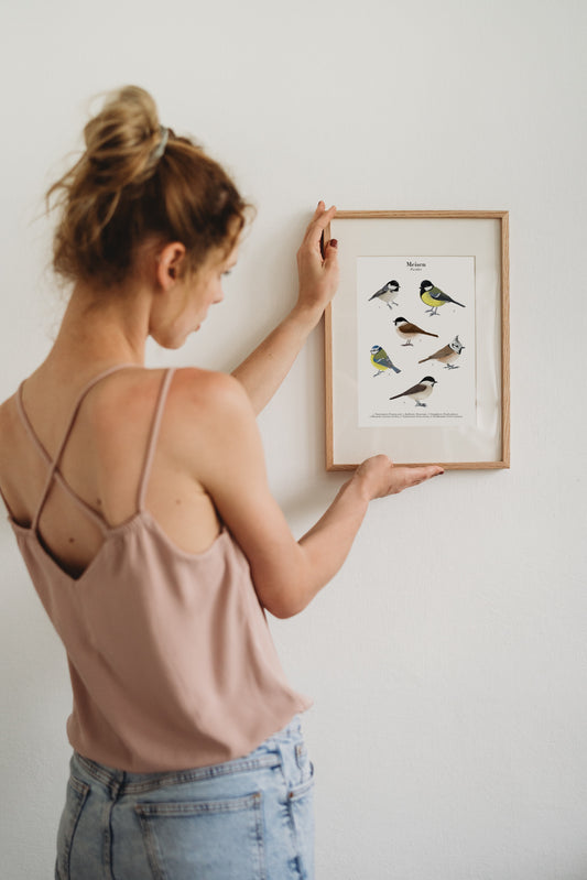 Naturgetreue Zeichnungen von sechs Meisenarten auf cremefarbenem Poster