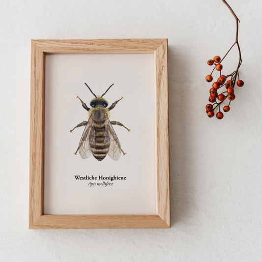 Kunstpostkarte Westliche Honigbiene in Holzrahmen, handgezeichnete Illustration von Apis mellifera auf cremefarbenem Hintergrund, dekoriert mit roten Beeren