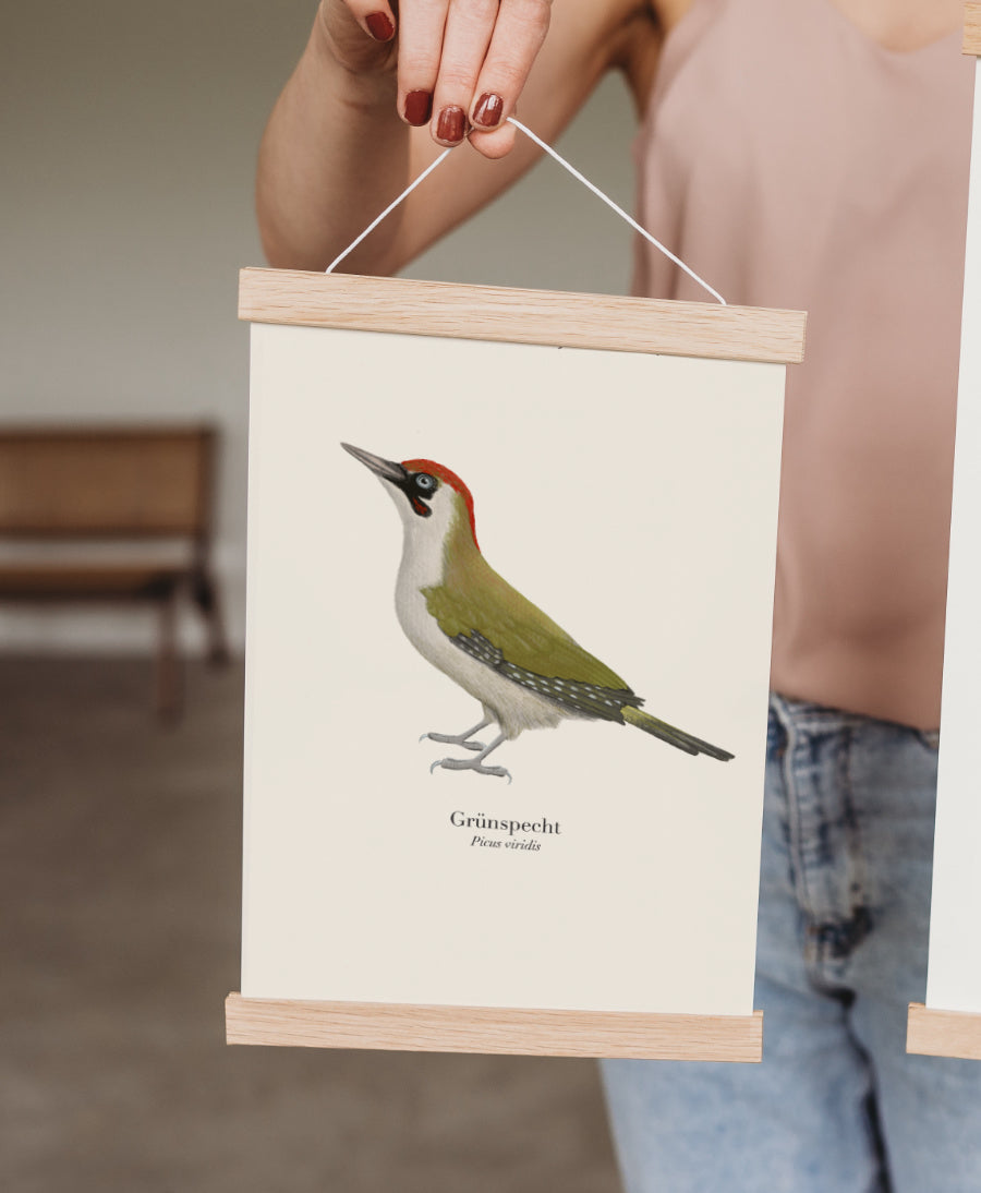 Grünspecht Kunstdruck mit Posterleiste – naturgetreue Zeichnung heimischer Vogelart