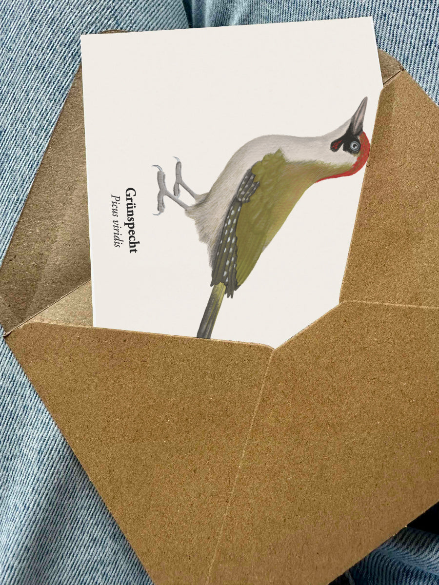 Kunstpostkarte mit Grünspecht Illustration (Picus viridis) in braunem Umschlag – Naturmotiv