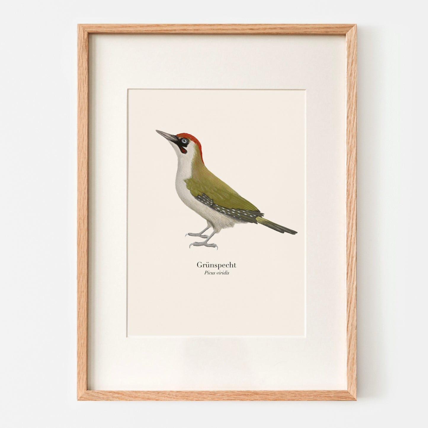 Grünspecht Illustration im Eichenholzrahmen – Kunstdruck auf Naturpapier, A4 Format