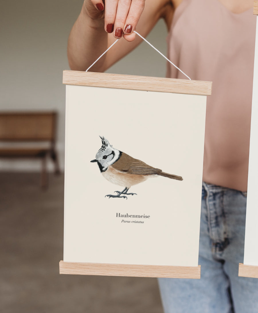 Haubenmeise Poster – naturgetreue Vogel Illustration im A4 Format
