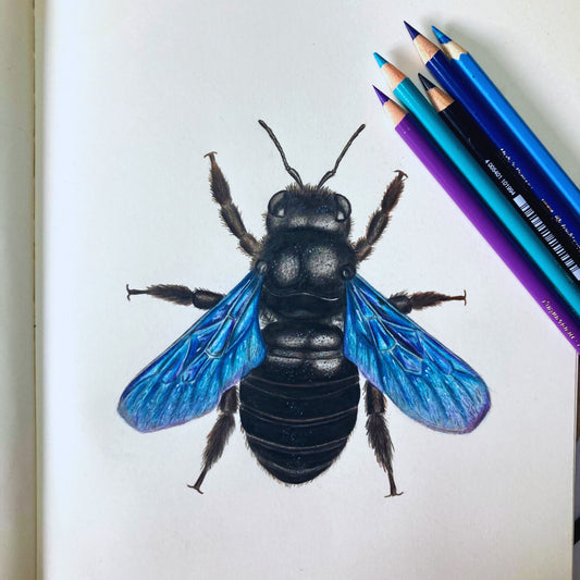 Detailansicht der Wildbienen-Zeichnung Blaue Holzbiene