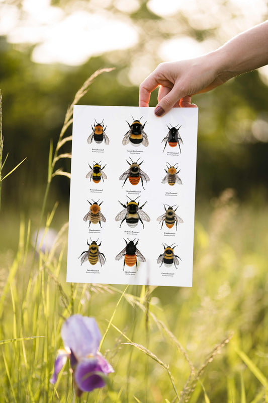 Natur Poster Hummeln – 12 Hummel Zeichnungen zum Hummelarten bestimmen