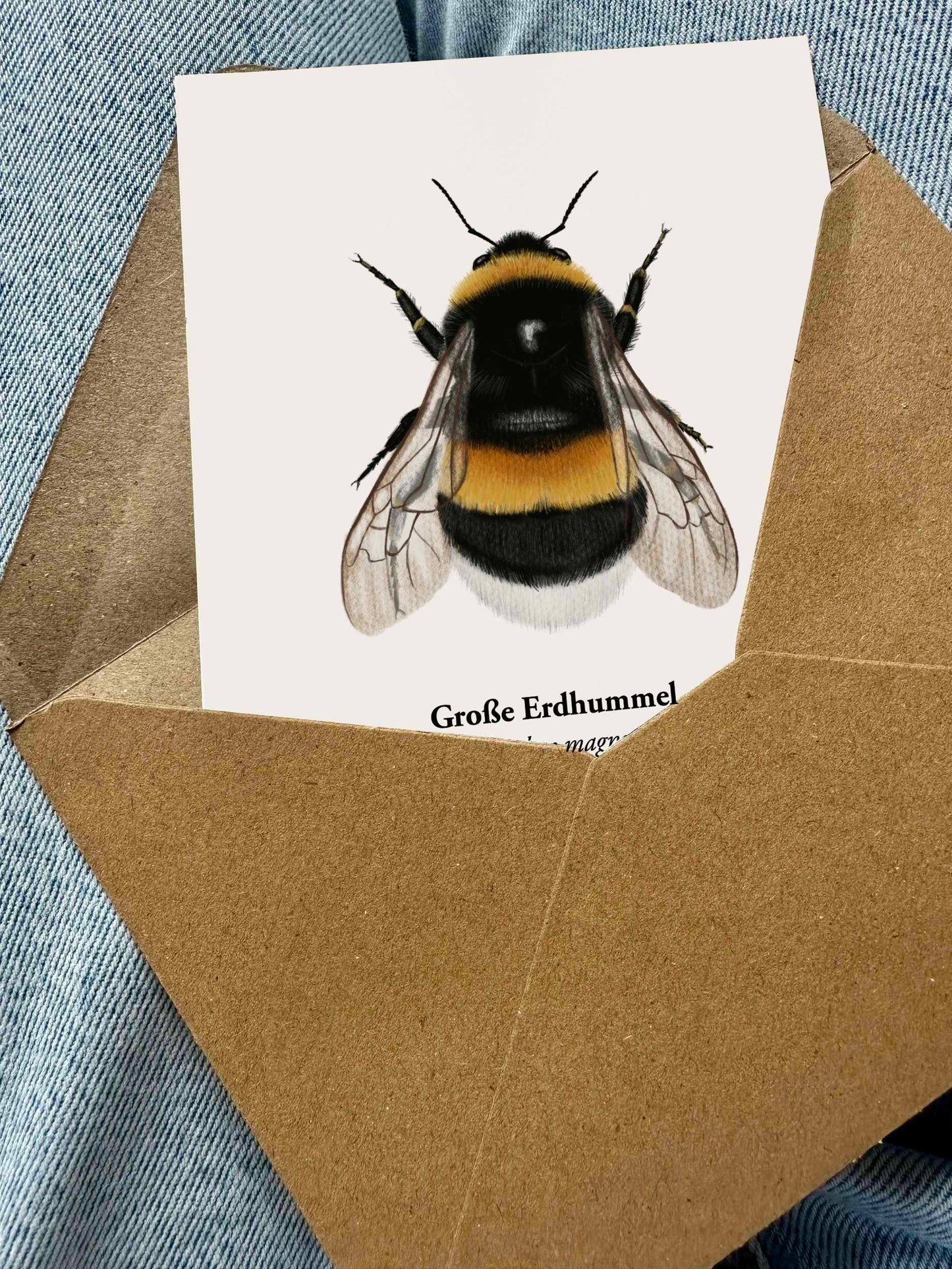 Postkarte mit Zeichnung der Großen Erdhummel (Bombus magnus), gerahmt oder mit Umschlag erhältlich