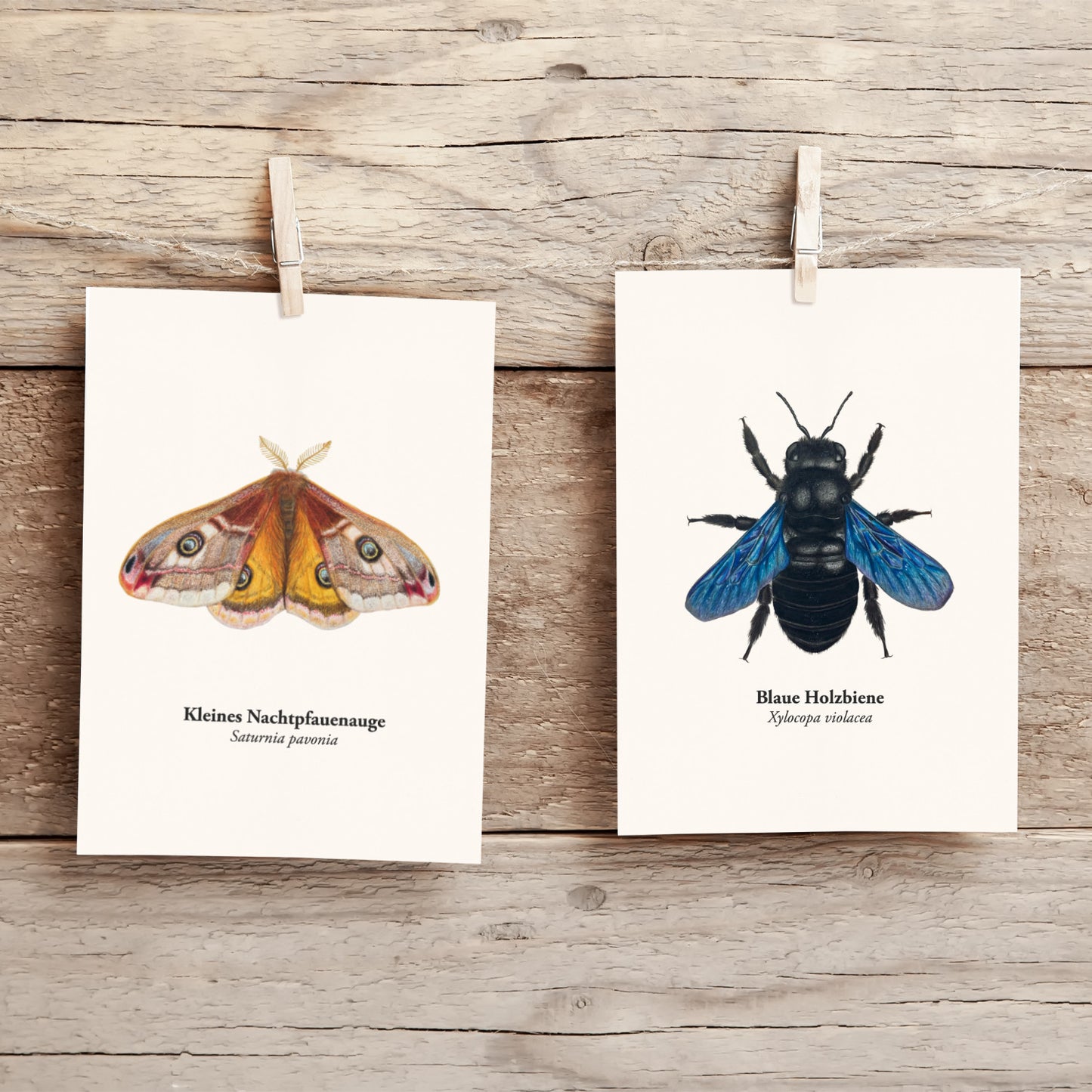 Nachtpfauenauge Postkarte – Illustration des Kleinen Nachtpfauenauges (Saturnia pavonia) im A6 Format