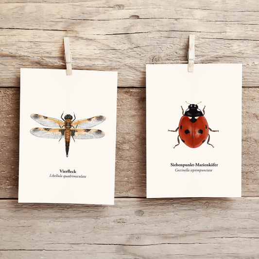 Vierfleck Libelle Illustration als Naturpostkarte, aufgehängt mit Holzwäscheklammer – Vergleich mit Marienkäfer Mini Art Print