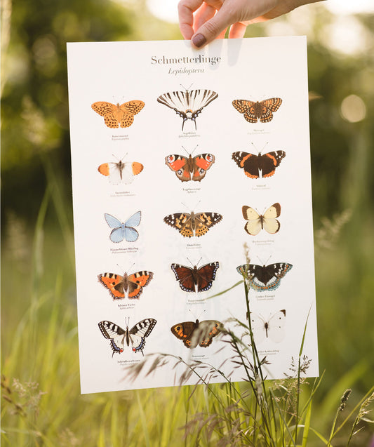 Schmetterlinge Poster – detailreiche Zeichnungen heimischer Arten