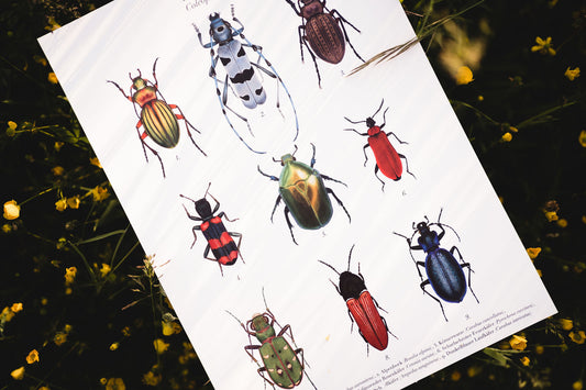 Käfer Poster – Natur Poster mit Zeichnungen von 9 heimischen Käferarten, optional gerahmt oder mit einer Posterleist