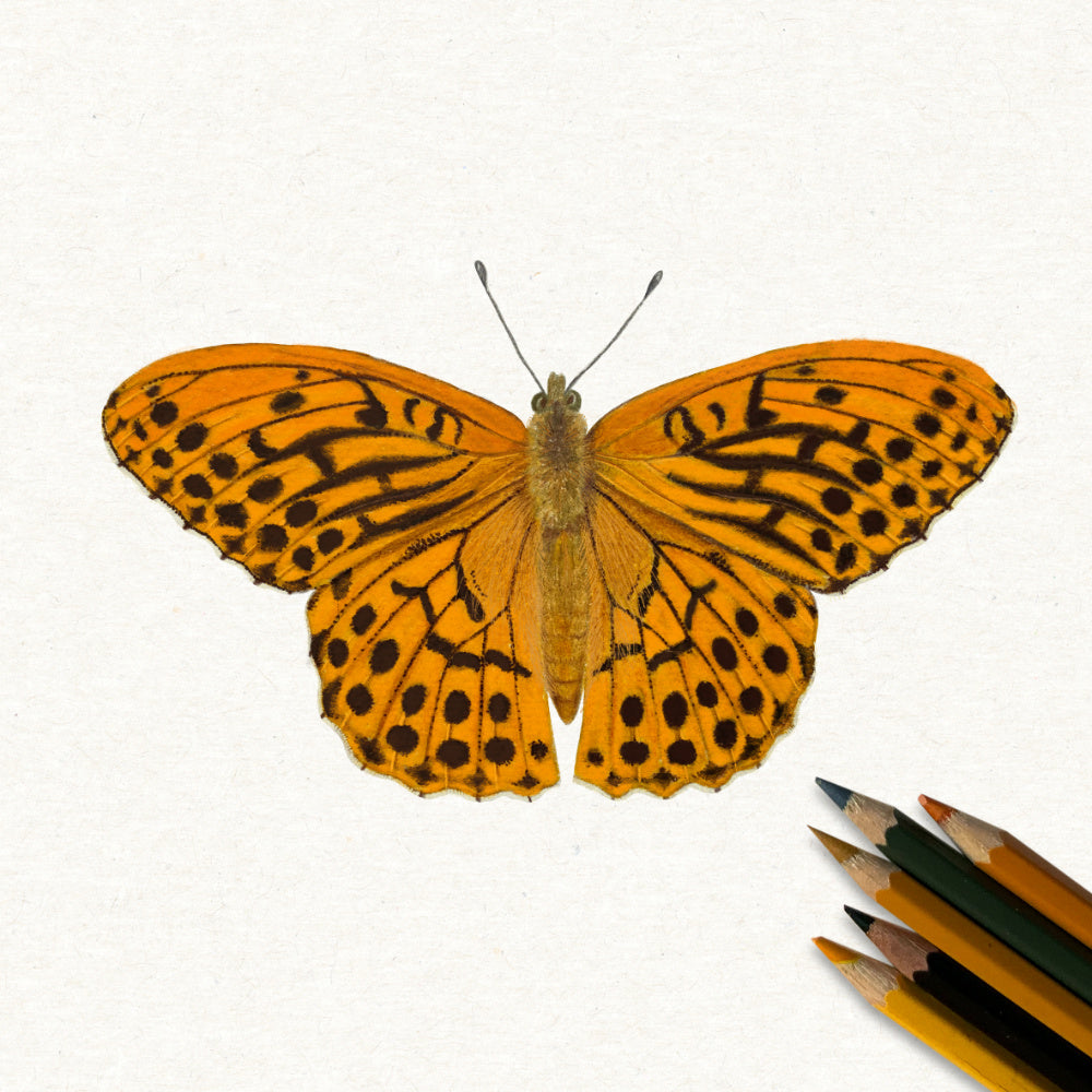 Schmetterling Poster – Naturgetreue Illustration heimischer Schmetterlinge als Kunstdruck