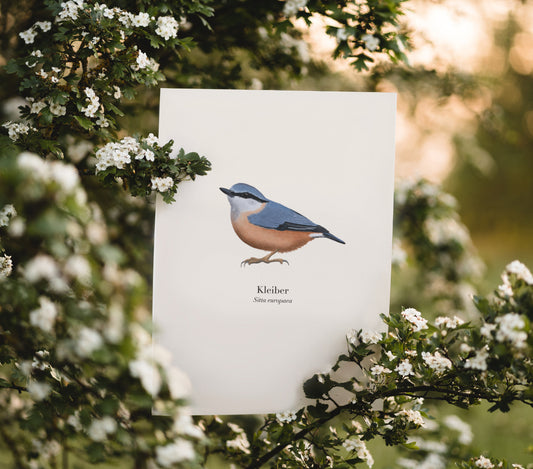 Kleiber Poster – Vogel Poster heimische Singvögel | Kunstdruck A4 optional gerahmt