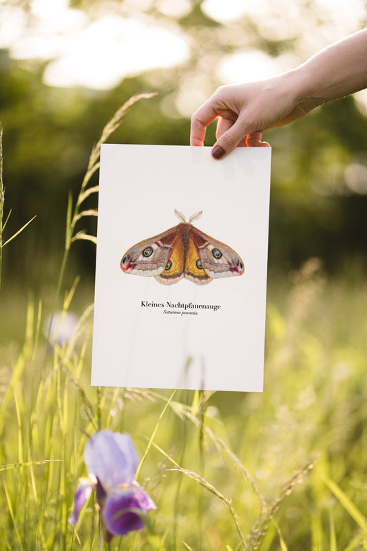 Hand hält Kunstdruck des Kleinen Nachtpfauenauges in A4-Größe über Sommerwiese mit lila Blume im Vordergrund