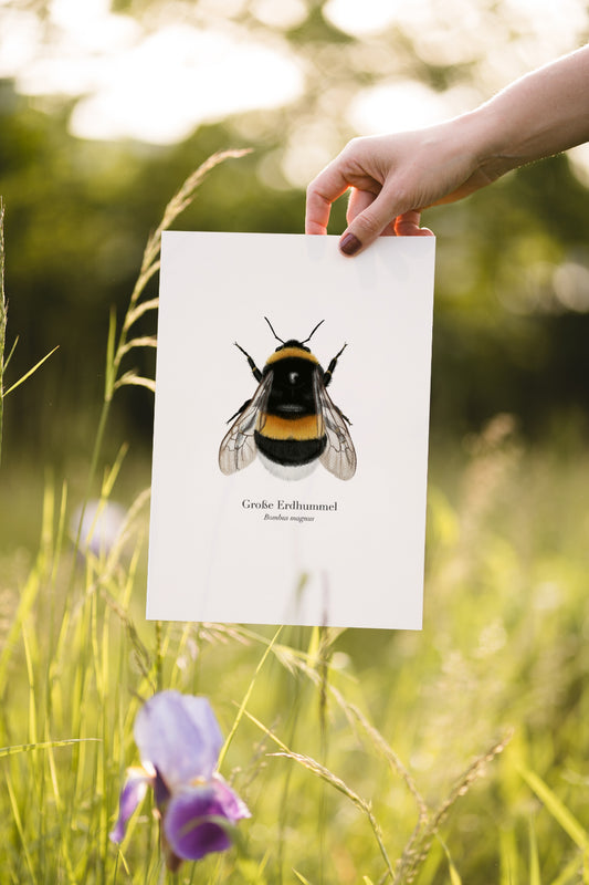 A4 Kunstdruck der Großen Erdhummel wird im Freien in einer Hand präsentiert