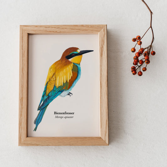 Bienenfresser Vogel Kunstdruck Miniprint