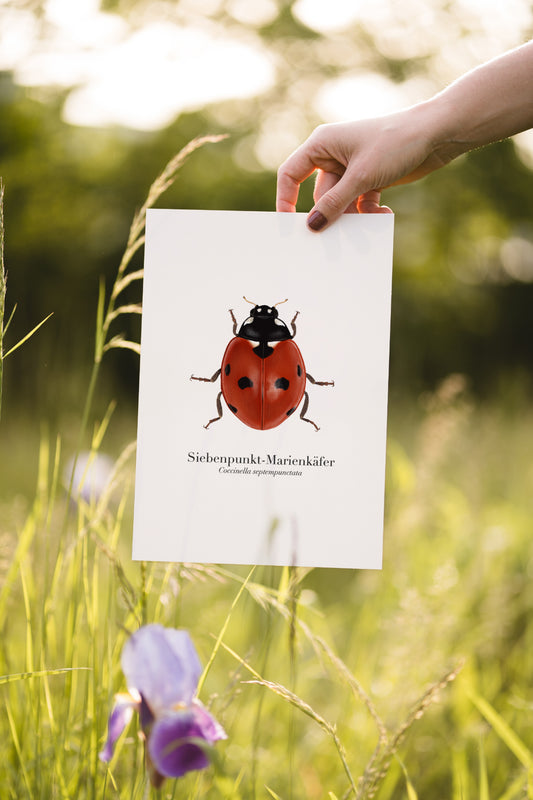 Kunstdruck mit Siebenpunkt-Marienkäfer-Motiv wird in der Natur präsentiert