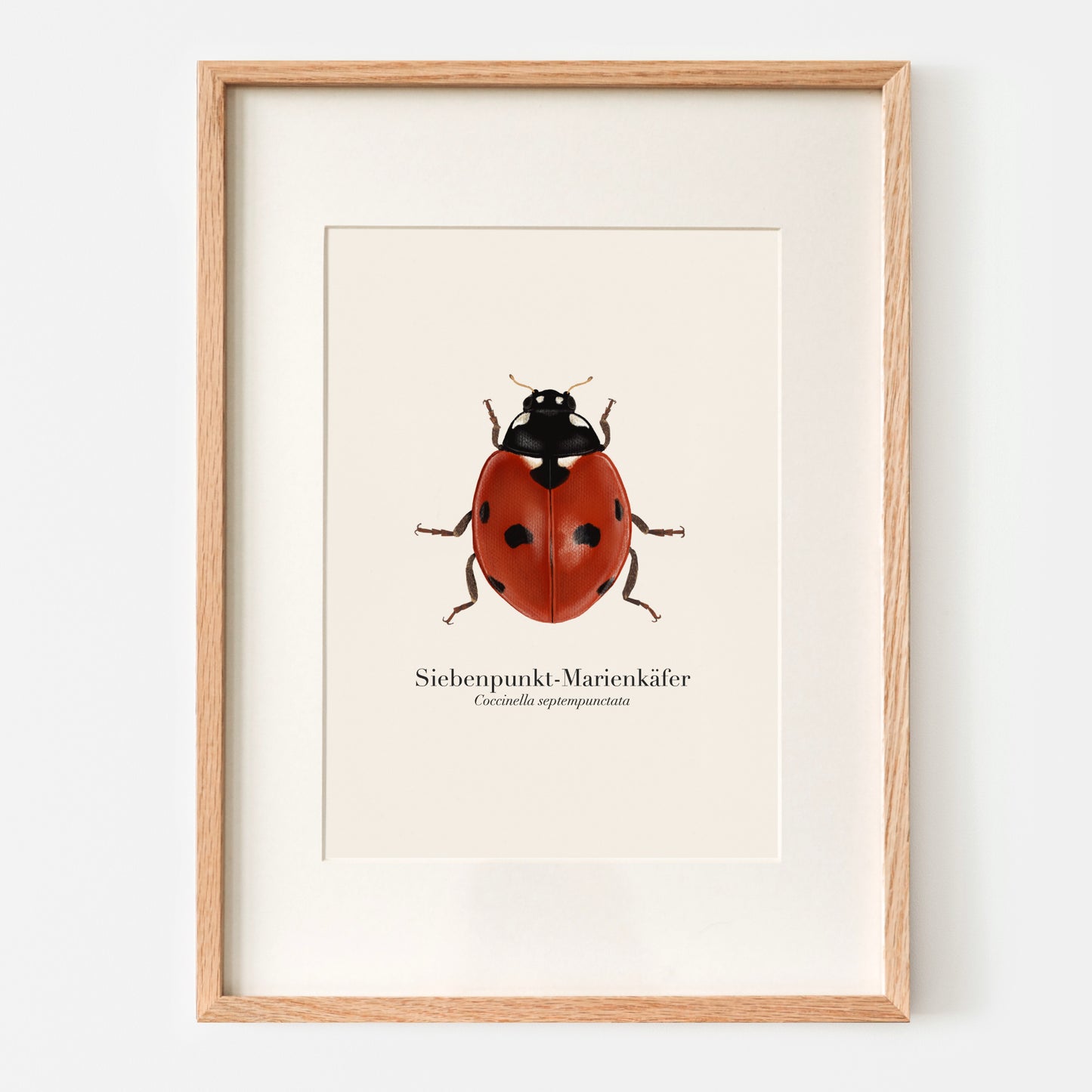 A4 Kunstdruck des Siebenpunkt-Marienkäfers im Eichenholzrahmen an einer weißen Wand