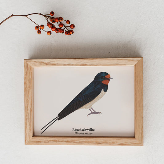 Rauchschwalbe Illustration im Holzrahmen – kunstvoll gezeichnetes Naturmotiv als dekorativer Miniprint