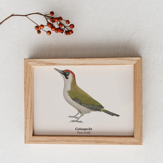 Grünspecht Kunstpostkarte als Mini-Kunstdruck im Holzrahmen – Illustration auf weißem Hintergrund