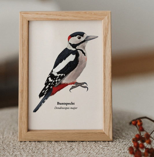 Buntspecht Postkarte – Illustration des heimischen Buntspechts im A6 Format