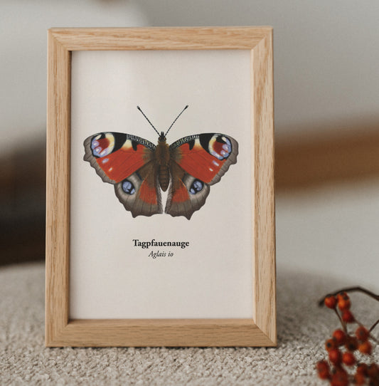 Illustrierte Postkarte mit Tagpfauenauge (Aglais io) im Holzrahmen – Mini Art Print