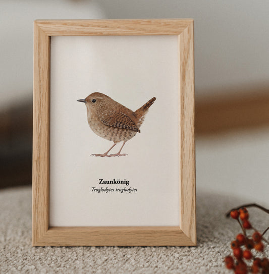 Zaunkönig Miniprint im Holzrahmen – handgezeichnete Vogelillustration
