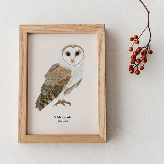 Schleiereule Postkarte im Holzrahmen – naturgetreue Eule Zeichnung der Schleiereule (Tyto alba)