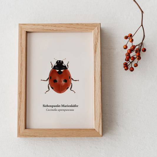Marienkäfer Mini-Print gerahmt – A6 Illustration im Eichenholzrahmen