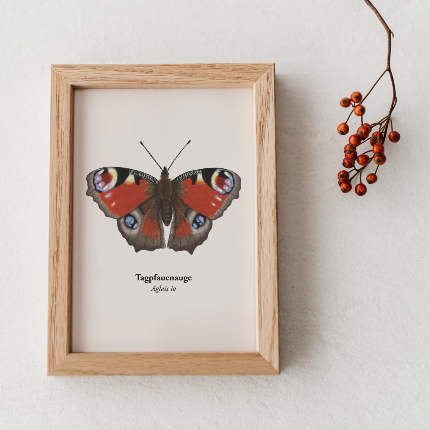 Tagpfauenauge Postkarte – Illustration des heimischen Schmetterlings (Aglais io) im A6 Format